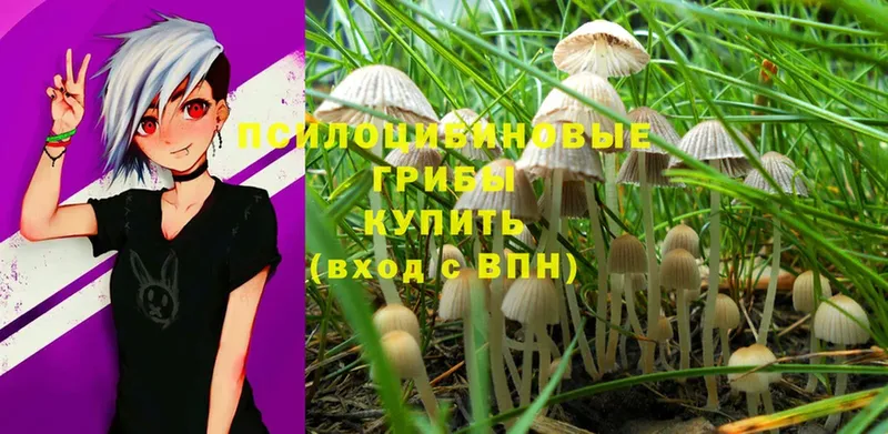 купить закладку  Кадников  Псилоцибиновые грибы MAGIC MUSHROOMS 